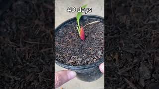 New anthurium breeding method that everyone should follow [upl. by Dalila388]