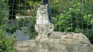 St Louis Zoo Snow Leopards [upl. by Gal]