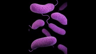 Vibrio parahaemolyticus [upl. by Light]