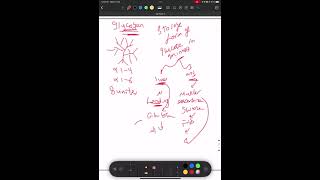 Polysaccharide شابتر الكاربوهيدرات [upl. by Goar]