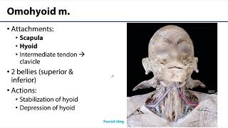 Anterior Neck LO  Infrahyoid mm [upl. by Dulcie472]