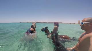 Reiten und Schwimmen mit Pferde in Hurghada Ägypten Rotes Meer [upl. by Schulz]