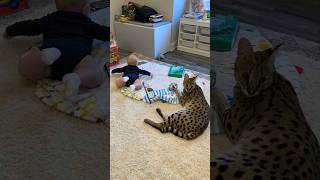 Serval Cat and Baby serval cat servals shorts baby [upl. by Notna]