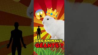 Pourquoi des ANIMAUX sont GIGANTESQUES  🐇 [upl. by Teufert341]