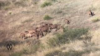 Aoudad Rut  Cracking Skulls [upl. by Lonni765]