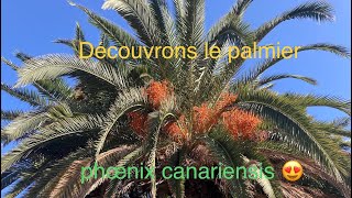 A la découverte du phoenix des Canaries [upl. by Innattirb]