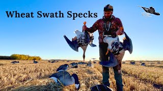 My First Specklebelly Goose Hunt [upl. by Thompson586]