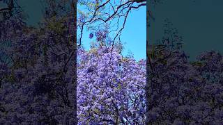 BEAUTIFUL JACARANDA PARK 4K jacaranda [upl. by Inglebert617]