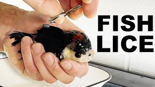 FISH LICE How to treat aquarium fish lice  The king of DIY [upl. by Bullen]