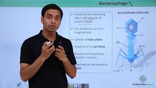 Class 11th – Virus  Bacteriophage T2  Biological Classification  Tutorials Point [upl. by Neeluqcaj]