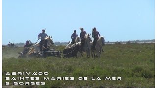 Abrivado 5 Gorges Saintes Maries de la Mer 17062016 [upl. by Hurlow]