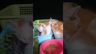 Behavior cute kittens is necessary  cats kittens cute exciting kittens shorts shortsvideos [upl. by Naimad250]