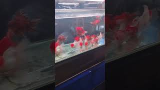 Koki oranda ikan jangkauanluas goldfish shorts aquasacpe [upl. by Kere420]