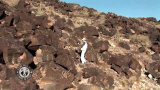 Visit The Petroglyph National Park [upl. by Oakie]