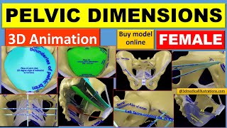 Female pelvis anatomical dimensions labelled animated [upl. by Niryt62]