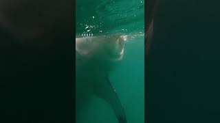 Great White Shark Ambushing From Below [upl. by Goulet]