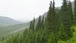 Rainy day in coniferous forest at mountain slopes Serene and Peaceful Atmosphere [upl. by Meekah775]