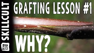 GRAFTING LESSON 1 The Possbilities Grafting  Freedom and its fun [upl. by Enelyw]