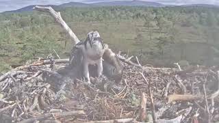 Warning Graphic Tragic death of Loch Garten Osprey chick 1C1 on the nest 8 Aug 2022 [upl. by Helfand]