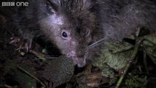 Giant Rat discovered  Lost Land of the Volcano  BBC One [upl. by Brie]