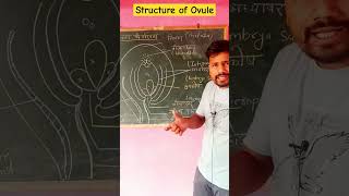 🌾🍁🍁🌾🥀🌼🍄🌸Structure Of Ovules🌼🌼🌸🌸 एकदम आसान भाषा में [upl. by Bohman]