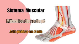 Músculos do Dorso do Pé  Anatomia Humana  Anatomia [upl. by Ydnis]