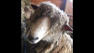 Fiber Farm Tour  Autumn Vista Farm  Leicester Longwool Sheep [upl. by Naitsyrk]