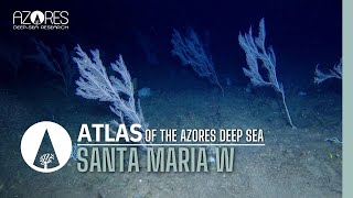 Santa Maria W Island Slope  ATLAS of the Azores deep sea [upl. by Ayrolg]