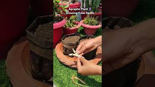 How to grow aprajita plantblue pea from seedsshortsplants gardening houseplants [upl. by Anialem162]