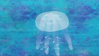 Anim8Nature Jellyfish Life Cycle [upl. by Mavilia520]