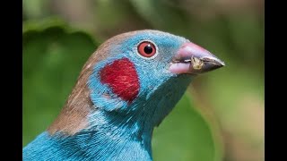 Dougs Waxbill Introductory advice part 1of 2 [upl. by Barsky]