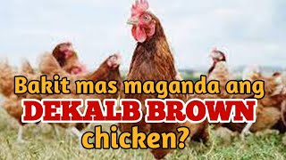 Bakit mas maganda mag alaga ng Dekalb Brown chicken [upl. by Adnoyek551]