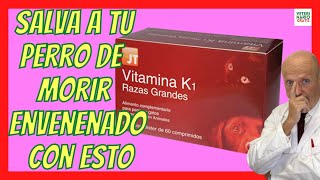 VÍTAMINA K1 ✅ MEJOR ANTÍDOTO PARA PERROS ENVENENADOS CON RATICIDA [upl. by Enaasiali]