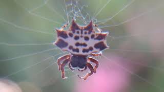 ARANHA ESPINHOSA  GASTERACANTHA CANCRIFORMIS [upl. by Nelra]