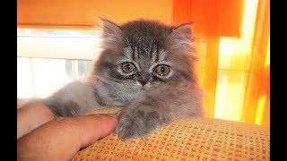 Persian baby cat 2 months old 😍🥰😘 [upl. by Ainoval]