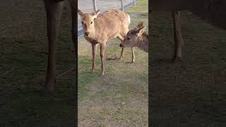 鹿同士のquotお辞儀quot 奈良の鹿 Deer Bowing Each Other Nara City Japan [upl. by Ardrey]