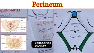 Perineum 16  Boundaries  Divisions [upl. by Luigi]