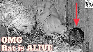 CRAZY Wild Barn Owl Brings Home Live Rat You Wont Believe What Happens Viewer Discretion Advised [upl. by Naut643]