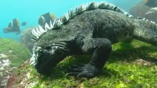 Swimming Marine Iguanas  Galapagos  BBC Earth [upl. by Enitsuga106]