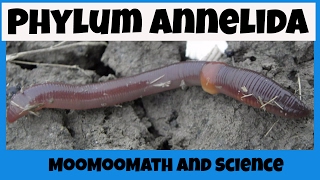 Phylum Annelida Characteristics [upl. by Gusta428]