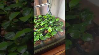 Anubias Riverine Propagation System 🌱 [upl. by Ajed275]