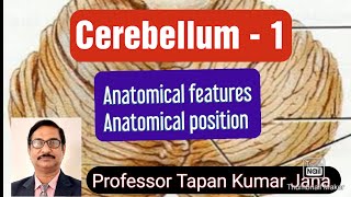 Cerebellum  1 l Anatomical features l Anatomical position [upl. by Yarahs]