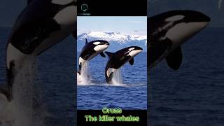 OrcasThe killer whale TheVetvoyages [upl. by Octavla]