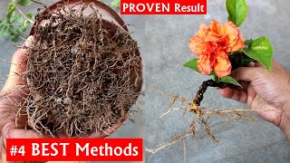 SEE The 4 BEST Methods To GROW Hibiscus From Cuttings [upl. by Enimsay]