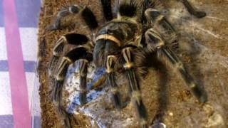 Tarantula Feeding Video 131 Part 2  The Current Collection [upl. by Odranoel928]