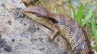 Catching Blue Tongue Lizards In Australia [upl. by Nmutua]