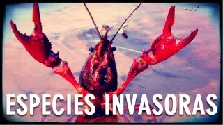 Especies Invasoras [upl. by Kyd]