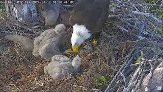 Captiva Eagle Cam 12012024 1540 [upl. by Esme]