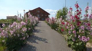 Hollyhocks Dream Inspiring Flower Garden [upl. by Audry]