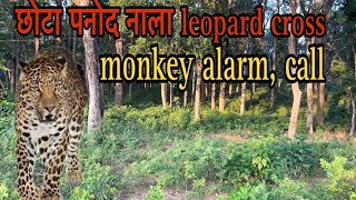 छोटा पनोद नाला leopard cross monkey alarm call [upl. by Ruel206]